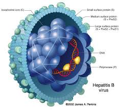 Pengobatan Hepatitis B